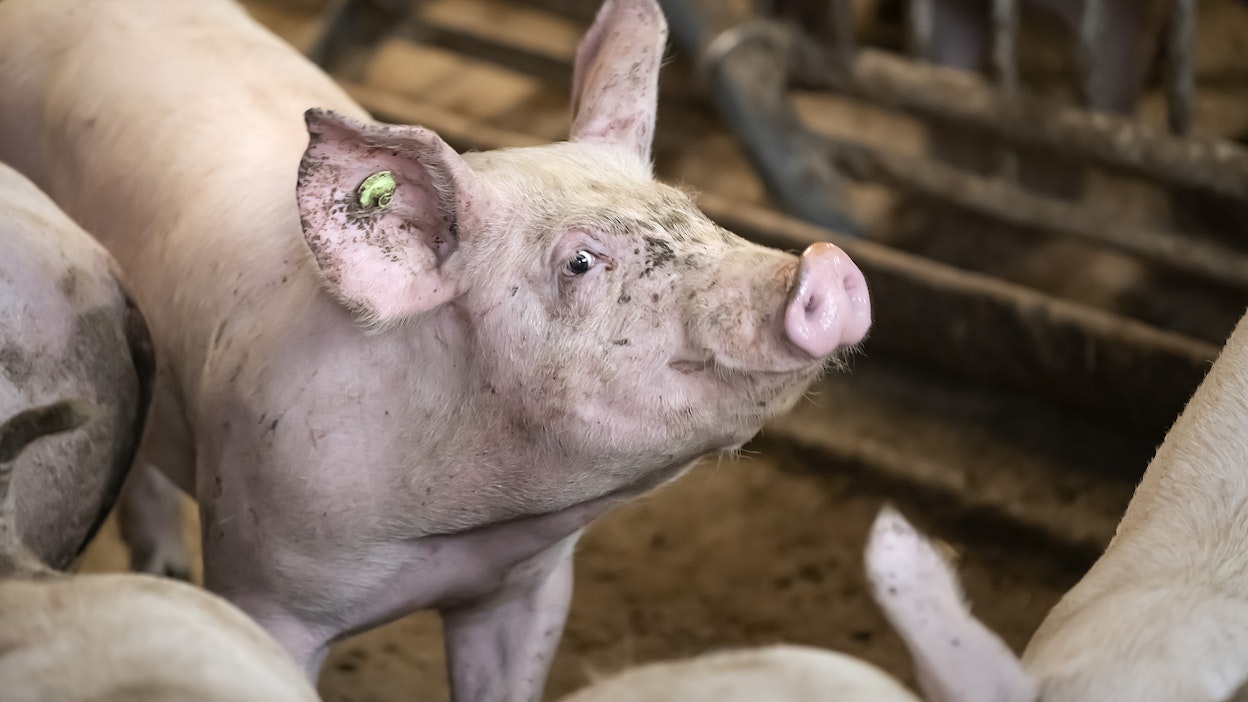 Etelä-Suomen mukautustuen määräytymisperusteita on kritisoitu viime viikkoina. Kiireisen aikataulun takia sika- ja siipikarjan mukautustuki maksetaan pääosin vuosien 2006 tai 2007 tuotannon laajuuden perusteella määräytyneiden viitemäärien mukaan.