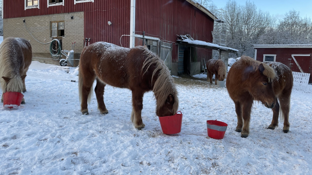 Kun tallin pullukoille on löytynyt hygieenisesti hyvälaatuinen syöttöolki, on ummetusähkyn torjumiseksi huolehdittava erityisen tarkasti hevosten hyvästä juomisesta.