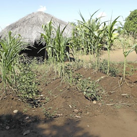 Maissiviljelmä Mosambikissa, joka on yksi maailman köyhimmistä maista. 
