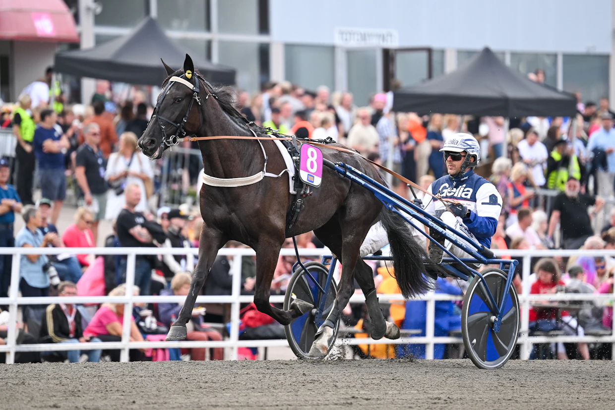Hannu-Pekka Korpi ohjasti Miss White Goldia Tammarkriteriumin finaalissa. Tiistaina ohjaksiin tarttuu Hannu Torvinen.