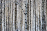 Metsäsertifioinnin vapaaehtoisuus on kovin näennäistä. Kuinka moni kuluttaja oikeasti kysyy ja ymmärtää metsäsertejä?