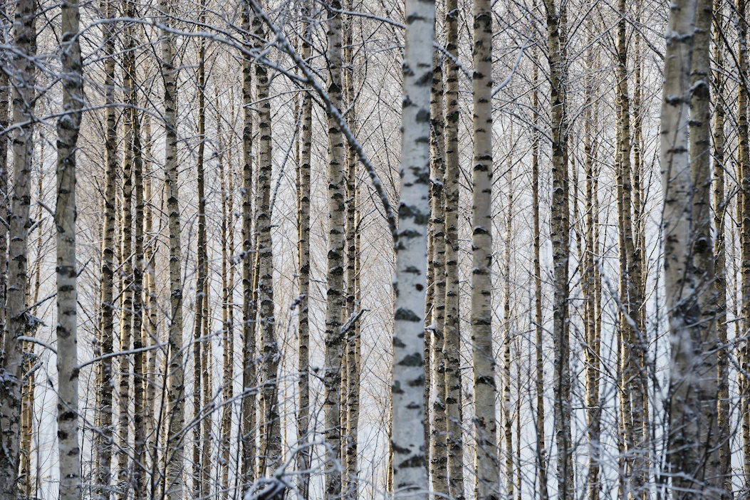 Metsäsertifioinnin vapaaehtoisuus on kovin näennäistä. Kuinka moni kuluttaja oikeasti kysyy ja ymmärtää metsäsertejä?