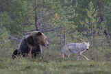 Petoeläinten kantojen kasvu kasvattaa myös kolareiden riskiä.