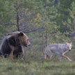 Petoeläinten kantojen kasvu kasvattaa myös kolareiden riskiä.