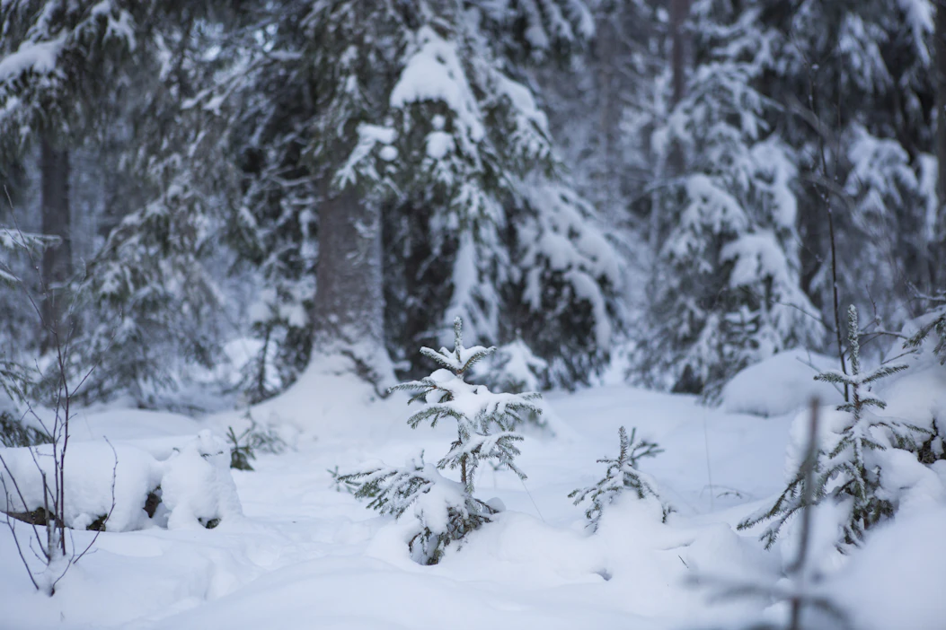 Lunta sataa lähipäivinä maan eri osissa.