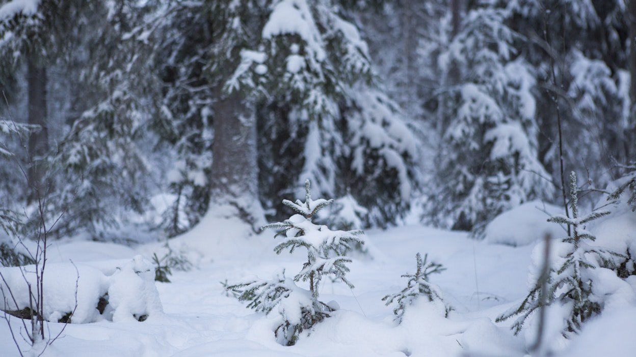 Lunta sataa lähipäivinä maan eri osissa.