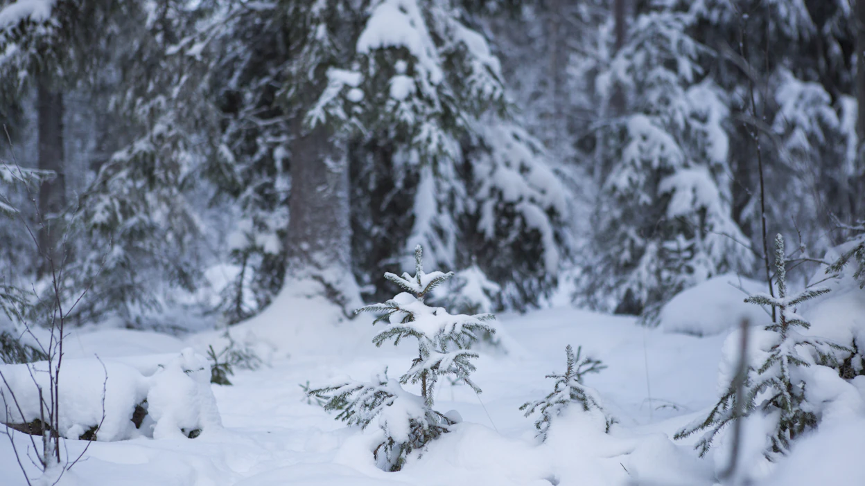 Metsätilakauppa kävi viime vuonna vilkkaasti, vaikka puukaupan suhdanne hiipui.