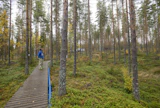 Tutkimusmetsikössä saa liikkua vain puisia käytäviä pitkin. Eläimet eivät ole aiheuttaneet harmia tutkimuslaitteille.