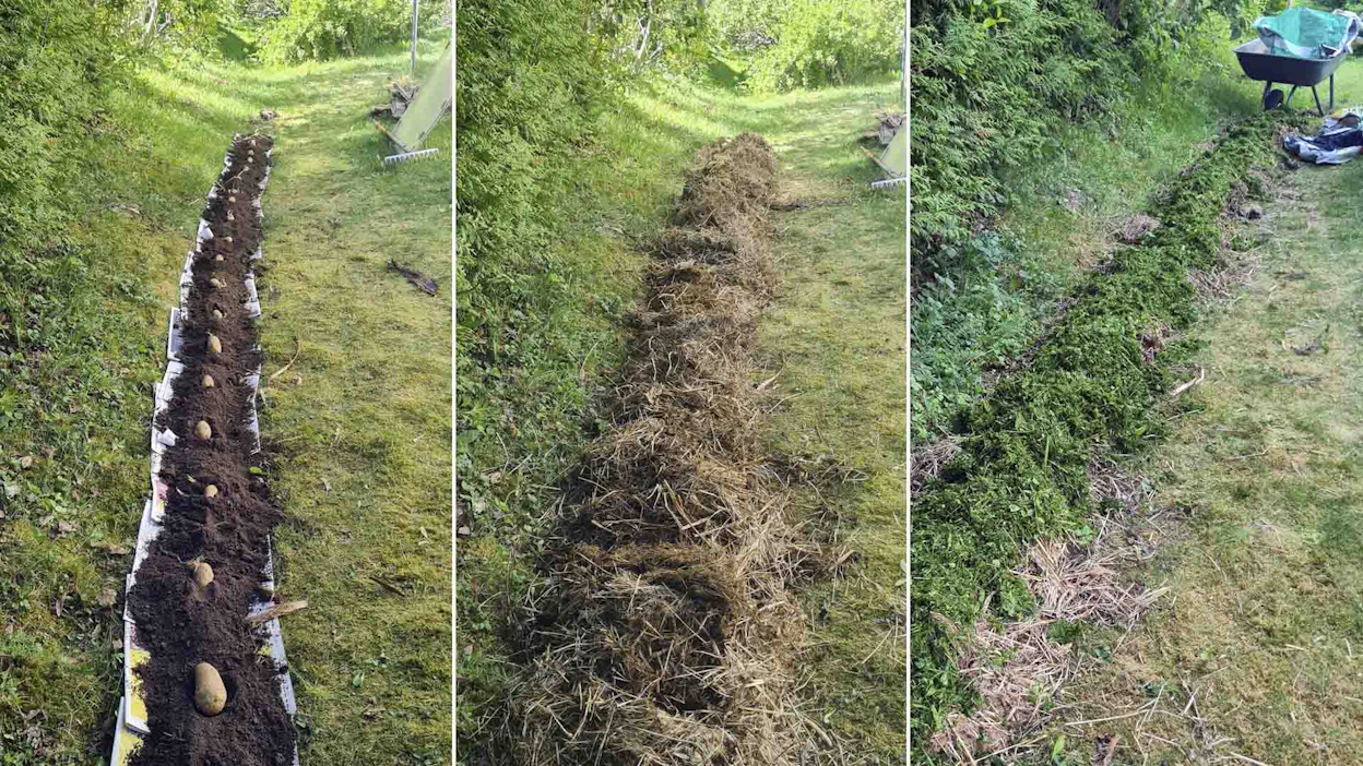 Perunamaan voi perustaa helposti oman pihan nurmikon reunaan. Minttumaria ja Marko Vaarasalo käyttivät perustamisessa sanomalehtiä, multaa, hevosenlantaa, siemenperunoita ja olkia. Lopuksi päälle lisättiin ruohosilppua.