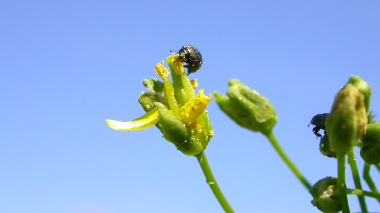 Rapsikuoriaiset pureskelevat öljykasvien kukkanuppuja ja syövät siitepölyä.
