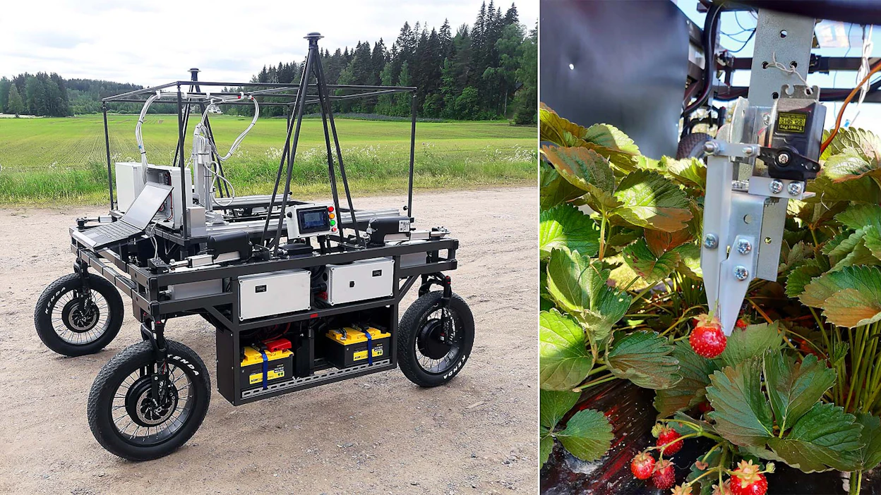Mansikan poimintaan kehitetyssä robotissa hyödynnettiin Fatbiken eli niin sanotun läskipyörän renkaita. Marjan robotti poimi siihen tarkoitettujen saksien avulla.