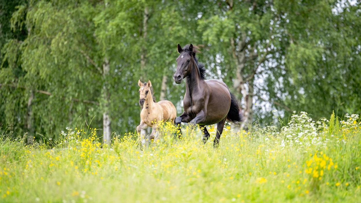 Kiger-mustangit ovat hyviä rehunkäyttäjiä, ja ne käyttävät ravinnokseen myös puuta. Kuvassa Frejes Brielle the Dancing Queen ja sen kuukauden vanha varsa Arel Loin of God.