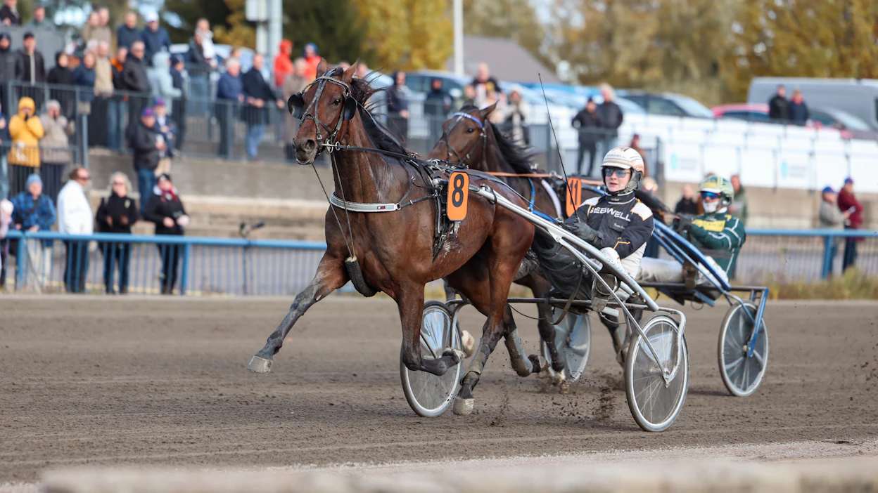 Kymenlaakso-ajon sankari Shackhills Gambler kisaa lauantaina Solvallassa perinteisen suurkisan voitosta. Tuukka Varis jatkaa Jari Kinnusen valmennettavan rattailla.