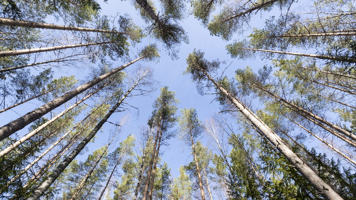 Metsät ovat nouseet korkealle poliitikkojen asialistalla sekä kotimassa että Euroopan unionissa.