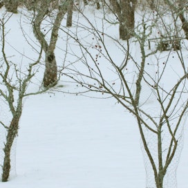 Nuorten hedelmäpuiden ympäriltä voi lunta sotkea tai lapioida, jolloin hangen kova pinta murtuu.