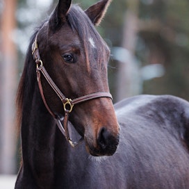 Ori Midas Match (i. Maharajah, e. Captivation) on Teivon uuden hyväntekeväisyyskimpan hevonen.