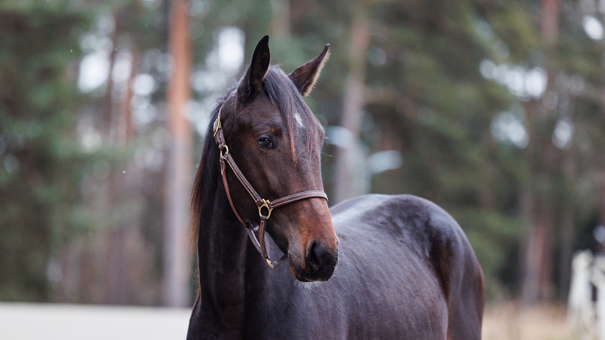 Ori Midas Match (i. Maharajah, e. Captivation) on Teivon uuden hyväntekeväisyyskimpan hevonen.