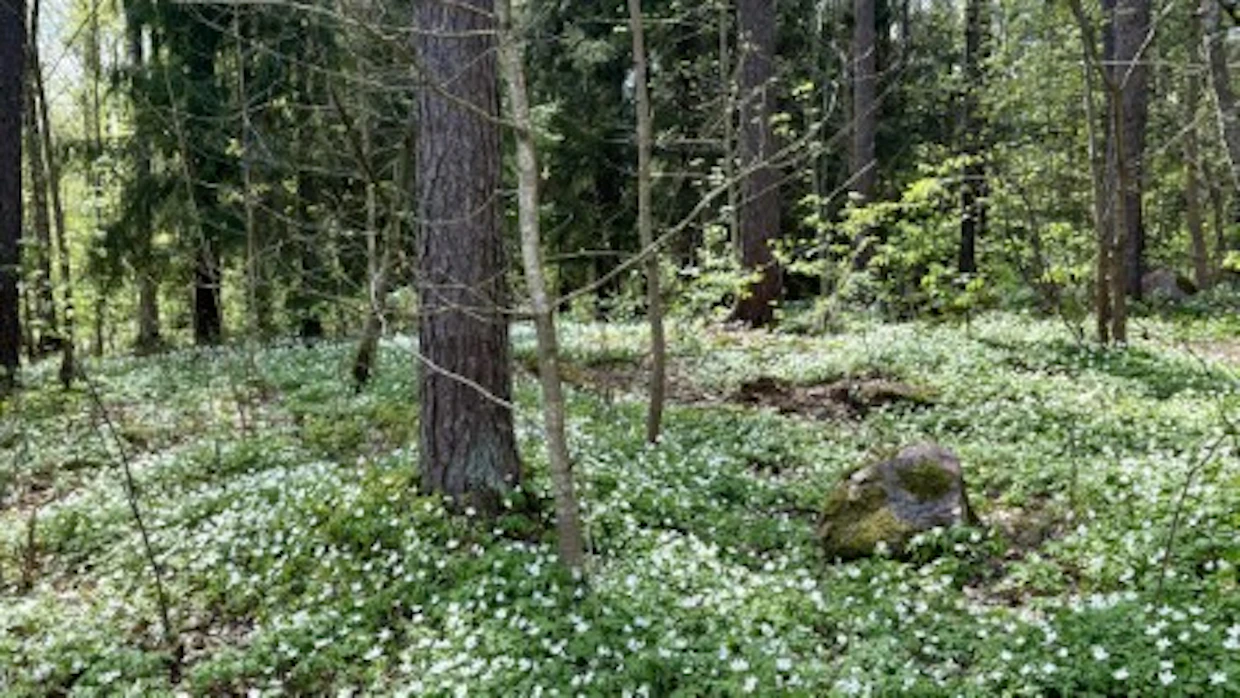 Metsänomistajat ovat suojelleet hiljaisesti yli miljoona hehtaaria metsää.