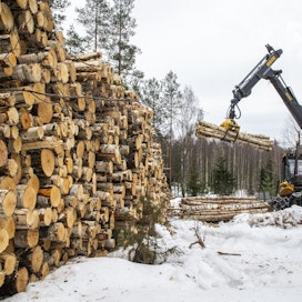 Alkuvuonna yksityismetsissä on tehty puukauppoja 31 prosenttia enemmän kuin vuosi sitten.