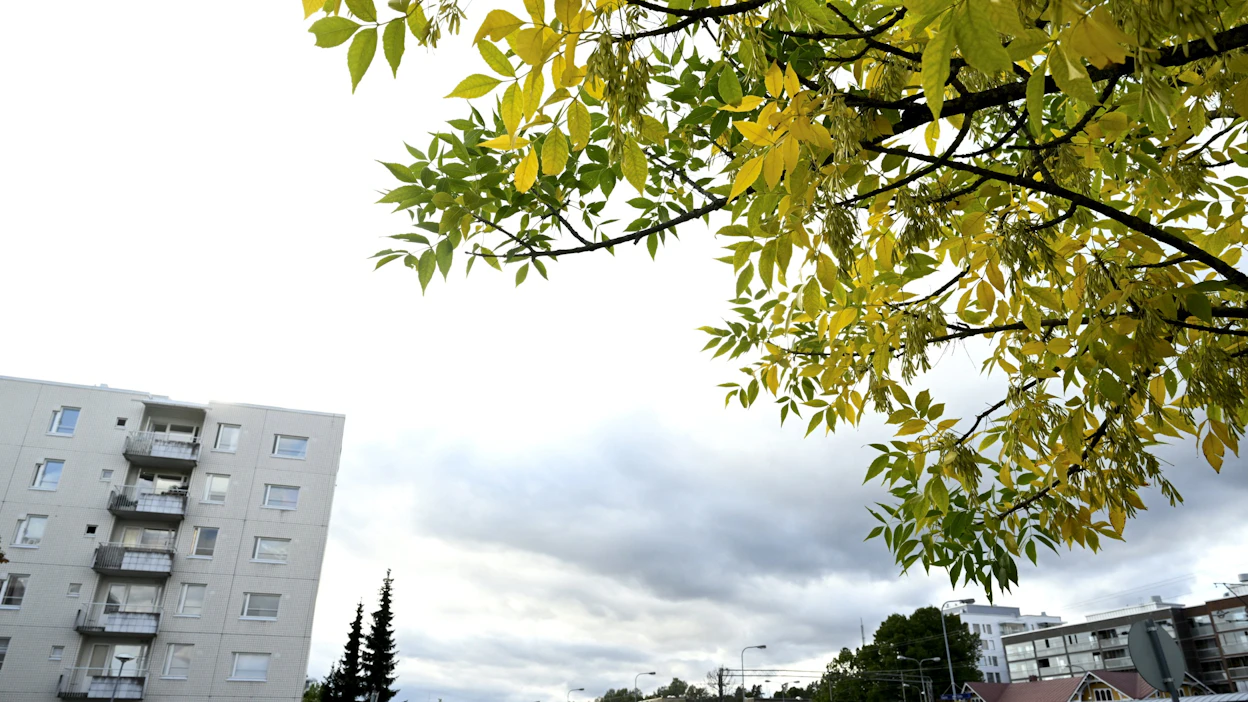 Sään ennakoidaan viilenevän viikonlopun aikana. LEHTIKUVA / HEIKKI SAUKKOMAA.