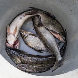 Järjestöt ehdottivat yhteistuumin muutosta yleiskalastusoikeudella harjoitettuun kaupallisen kalastukseen sekä muutosta sisävesien vapaa-ajankalastuksen saaliin myyntiin.