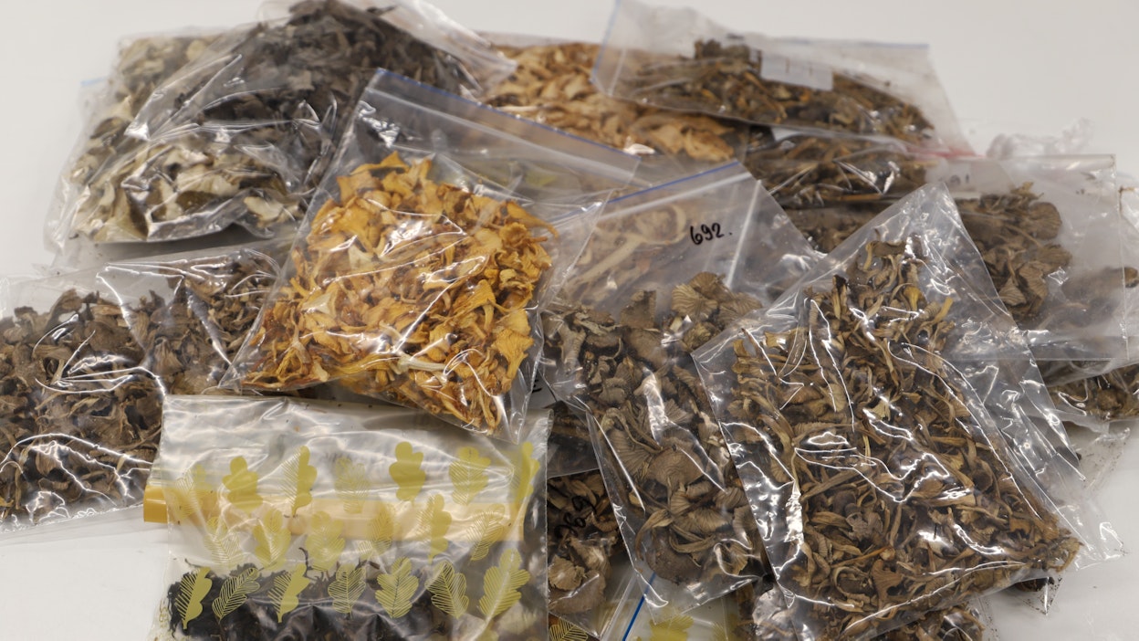 STUK sai suomalaisilta sienestäjiltä lähes 900 sieninäytettä.