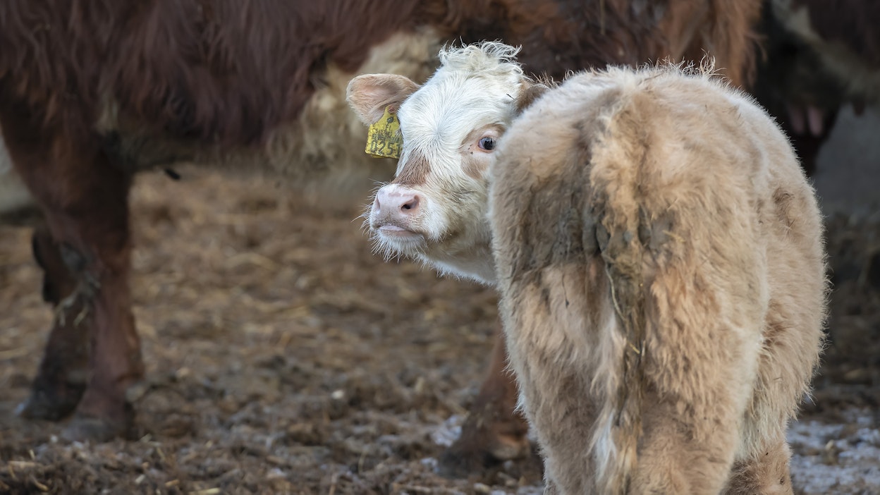 Jo pelkästään susien läheisyys hermostuttaa karjaa maatiloilla.