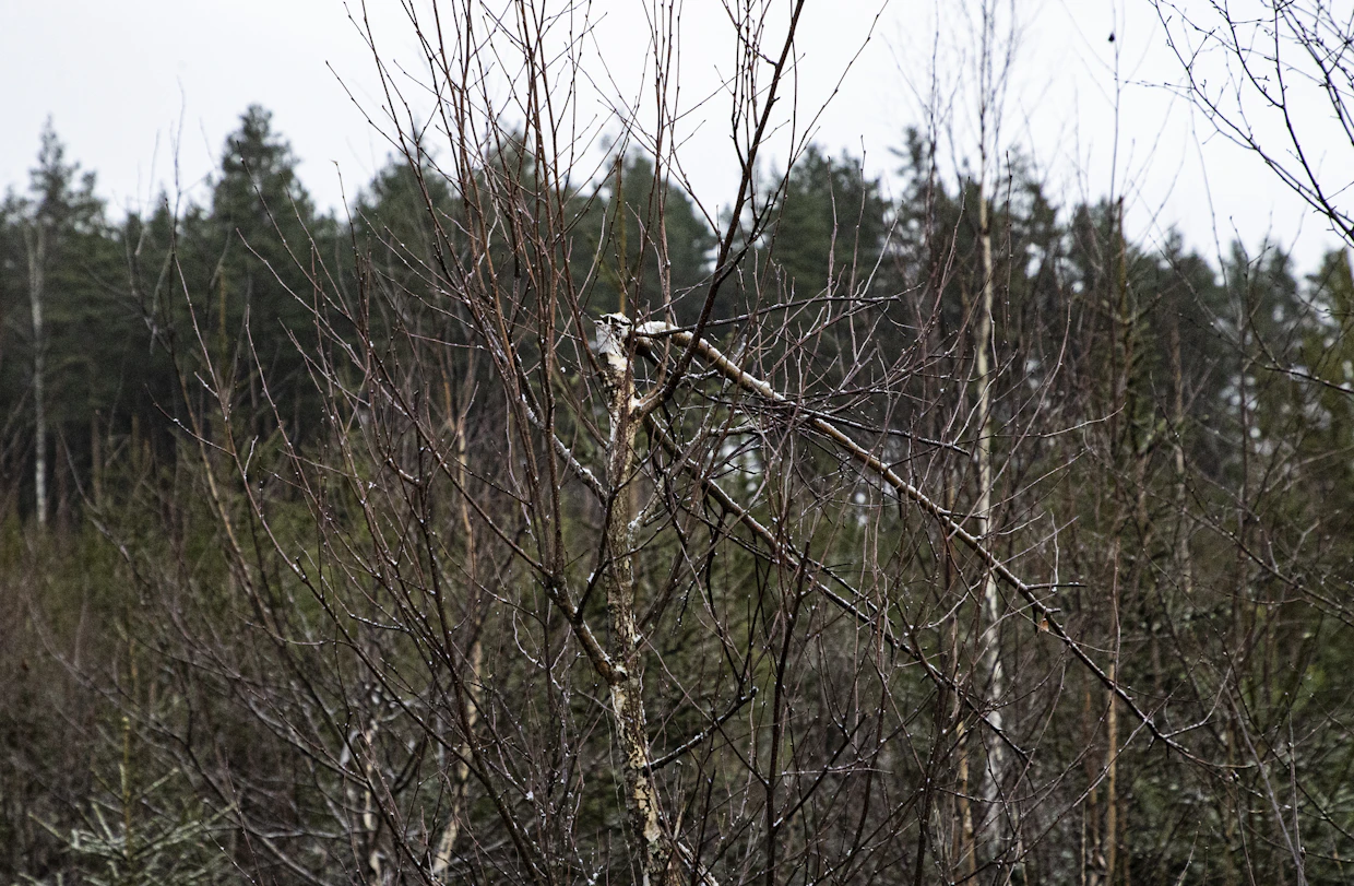 Hirvituhoja. Kuvituskuva.