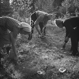 ”Maitosieniä” eli rouskuja ryöpättiin ja säilöttiin suola­sieninä puusaaveihin. Sienestäjät hyvällä rousku­apajalla, kuva on 50-luvulta.