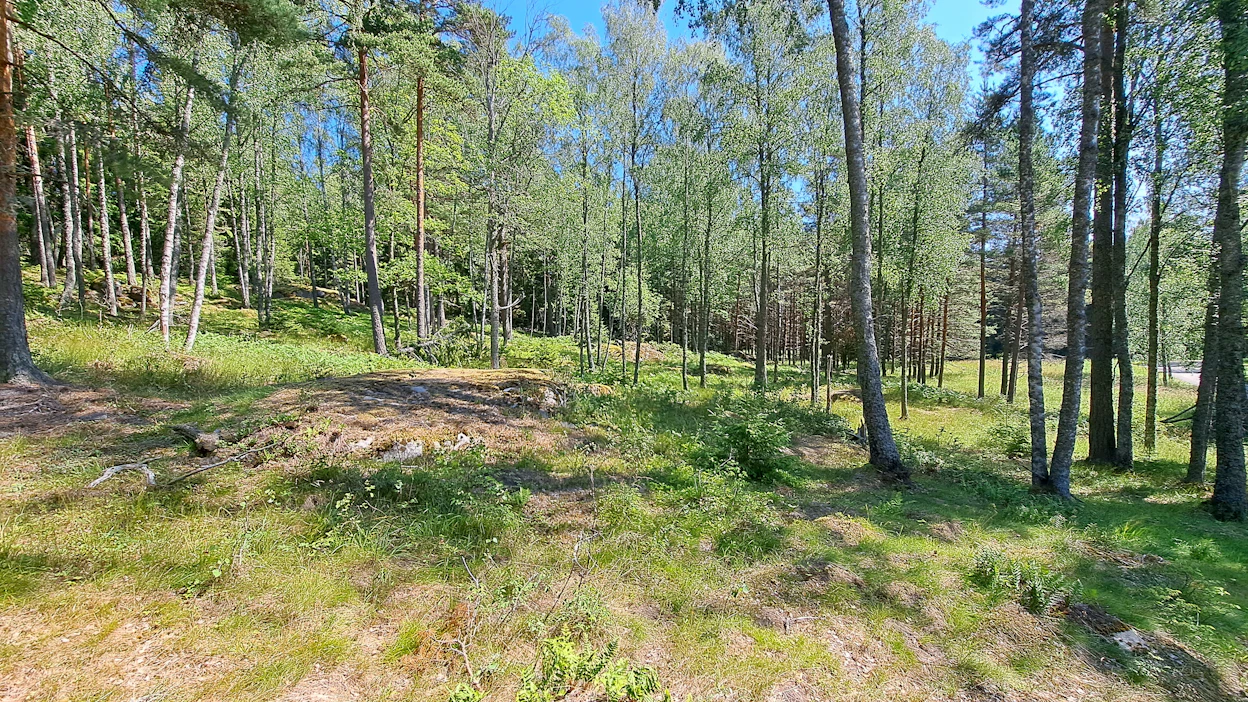 Tehokkain tapa perinneympäristöjen ylläpitoon ja kunnostukseen on laiduntaminen. Vanhoille hakamaille muuttaakin tulevaisuudessa laiduntajia ylläpitämään niiden tilaa.