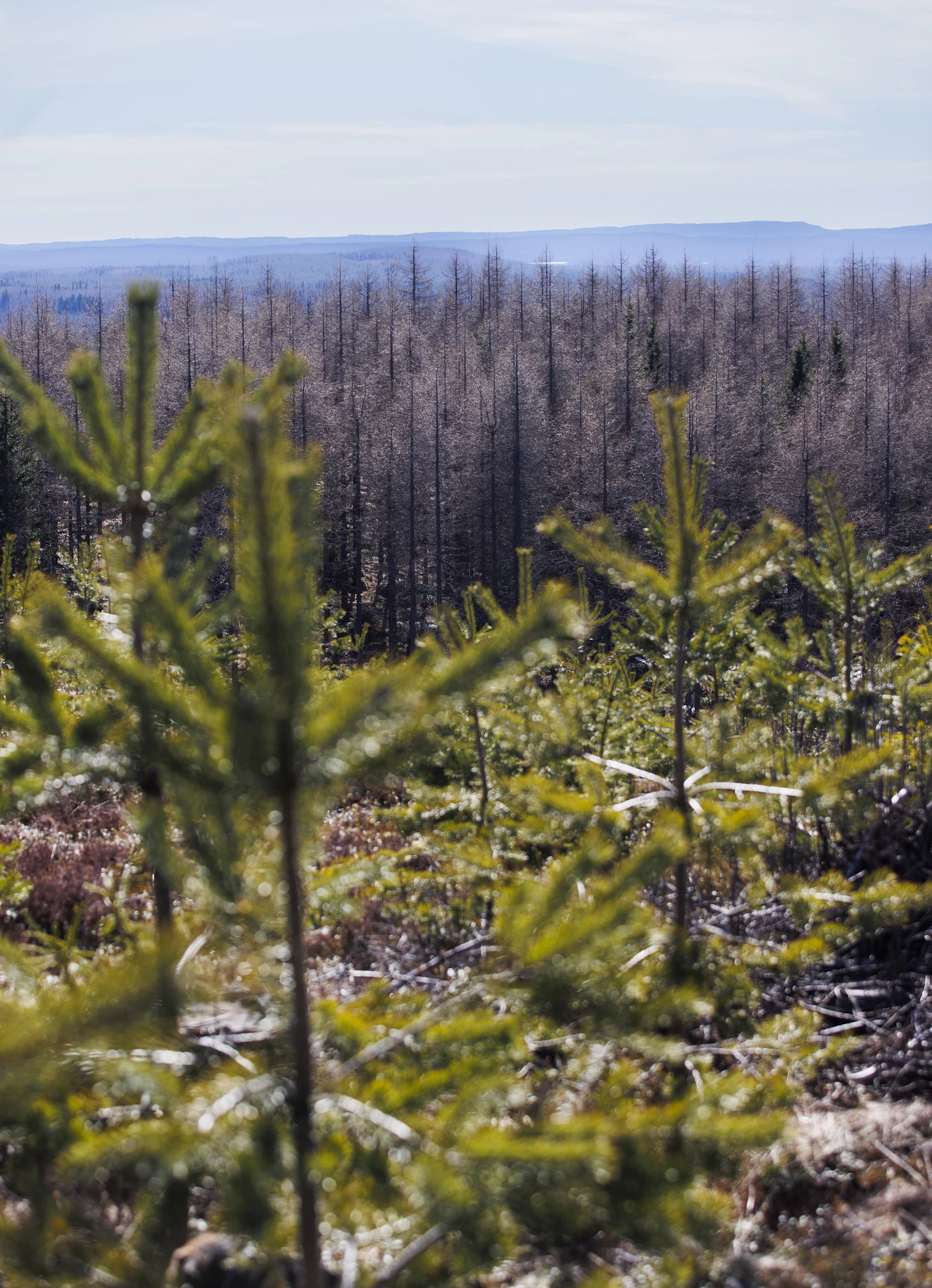 Alarinteen lehtikuuset ovat yhä pystyssä, mutta Keyritynmäen laki uudistettiin männylle.
