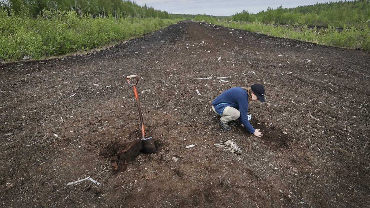 Peltoheittojen ja turvesuopohjien metsitykseen on tulossa tuki ensi vuoden alusta.