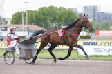 Elitloppet-kolmonen Mister F. Daag ja valmentajansa Paul Hagoort ovat kovia illalla Malmössäkin. 