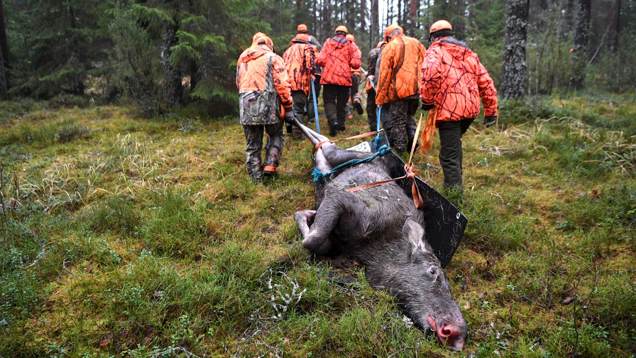 Riistakeskuksen mukaan metsästyksellä on huomattava rooli hirvikolareiden ehkäisemisessä. LEHTIKUVA / Jussi Nukari.