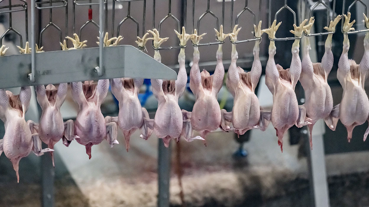 Siipikarjatuotannon tehostamisen ansiosta Atria Suomi pystyi vahvistamaan markkina-asemaansa vähittäiskaupan laskevassa markkinassa. Arkistokuva.