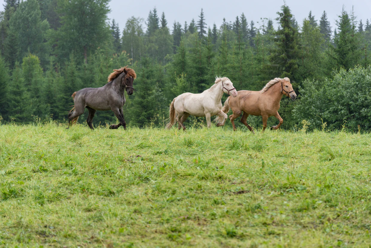 Arkistokuvassa tummanrautiaanpäistärikkkö ori Taikavalontuoja laiduntaa tuplavoikon Lakeuden Valottaren ja voikonpäistärikön Lakeuden Taikahelyn kanssa.