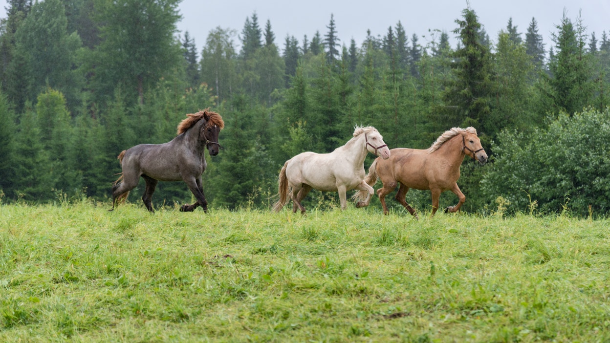 Eläinten hyvinvointilain hevosasetukset uhkaavat vähentää suomalaista hevoskasvatusta.