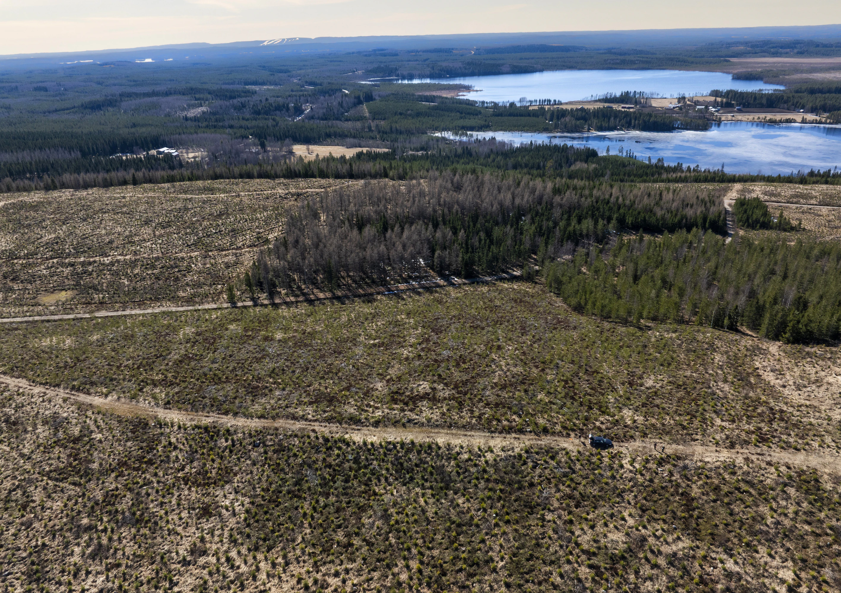 Se mitä Keyritynmäen aikanaan istutetusta lehtikuusikosta on jäljellä, näkyy kuvan keskellä.