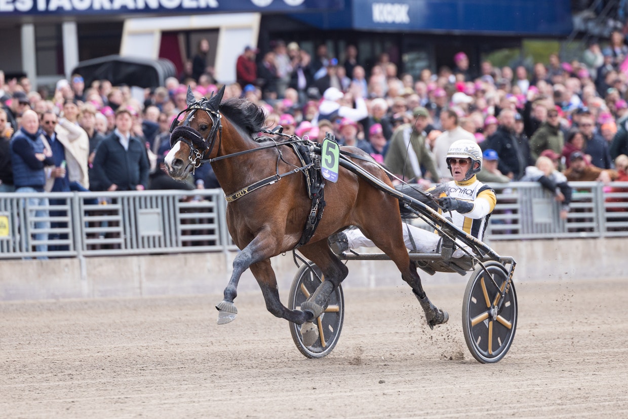 Wise Guy näytti taivaan merkit jo viime keväänä Elitloppet-viikonlopun kolmivuotiseliitissä. Rattailla hevosen aiempi valmentaja Per Nordström.
