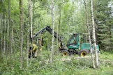 Timberjackin käytettynä ostettu harvesteri on Tuomas Pietilän tärkein työkalu omien metsien hoidossa. Kuvan koivikko on saanut alkunsa luontaisesti vuonna 1989.