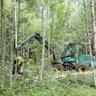 Timberjackin käytettynä ostettu harvesteri on Tuomas Pietilän tärkein työkalu omien metsien hoidossa. Kuvan koivikko on saanut alkunsa luontaisesti vuonna 1989.