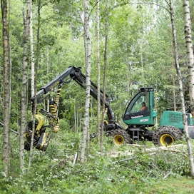Timberjackin käytettynä ostettu harvesteri on Tuomas Pietilän tärkein työkalu omien metsien hoidossa. Kuvan koivikko on saanut alkunsa luontaisesti vuonna 1989.