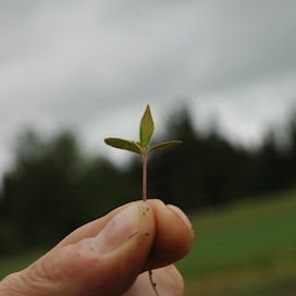 Kietoutuva peltomatara on aluksi pieni. Se on runsastunut viime vuosina.