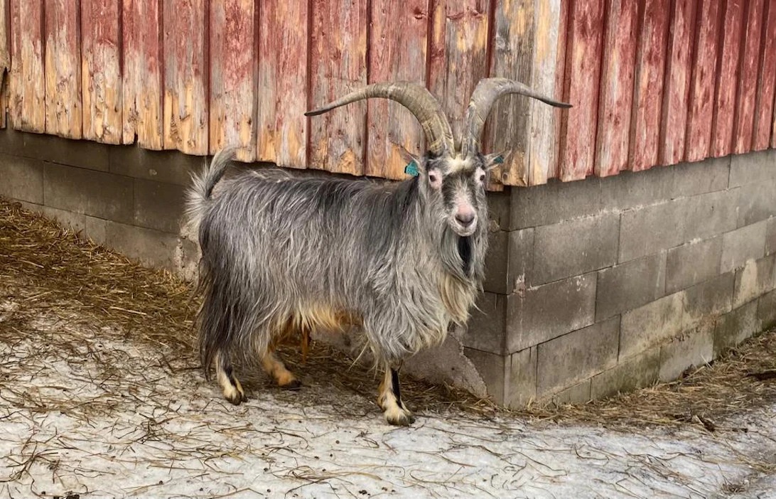 Vaikka viisivuotias suomenvuohipukki omaa herrasmiesmäisen luonteen, se tykkää myös huudella naisille hävyttömyyksiä, sanoo Peevon tilan isäntä Erkki Väisänen.