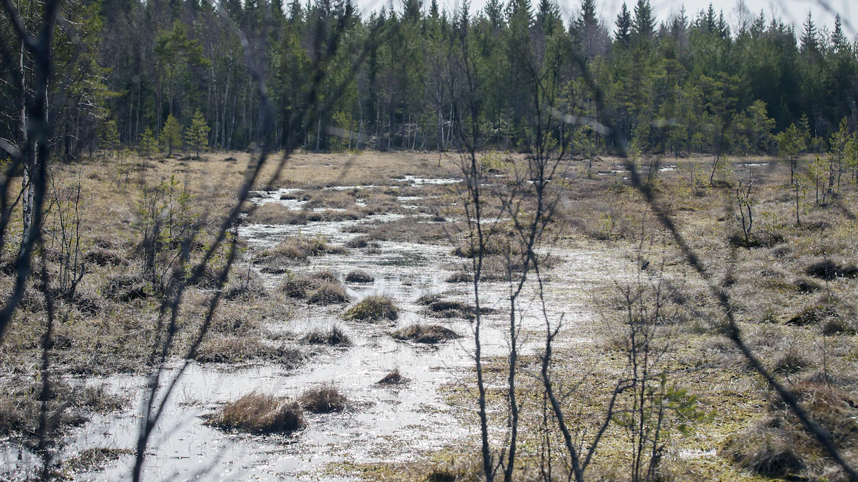 Kuvassa oleva Pohjanmaalla Mustasaaressa sijaitseva suoalue ei liity Hiilipörssi Oy:n toimintaan.