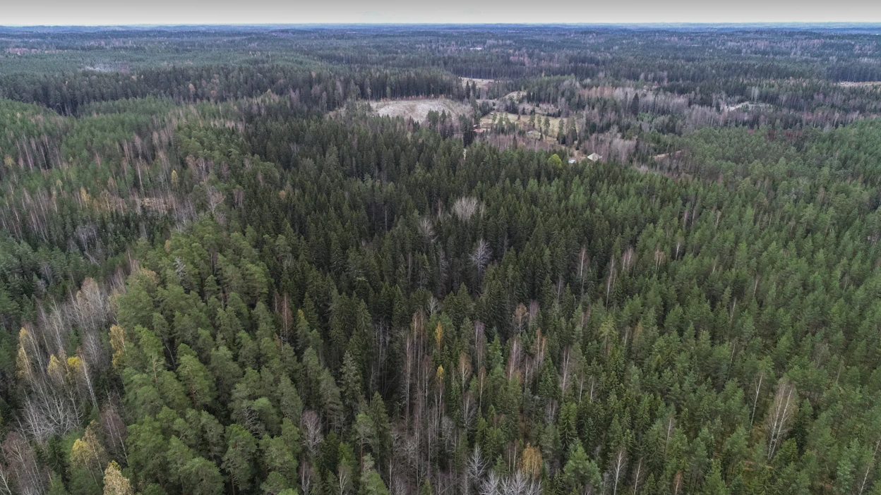 Puuston kokonaistilavuus on lisääntynyt vuoden takaiseen arvioon verrattuna 26 miljoonaa kuutiometriä.