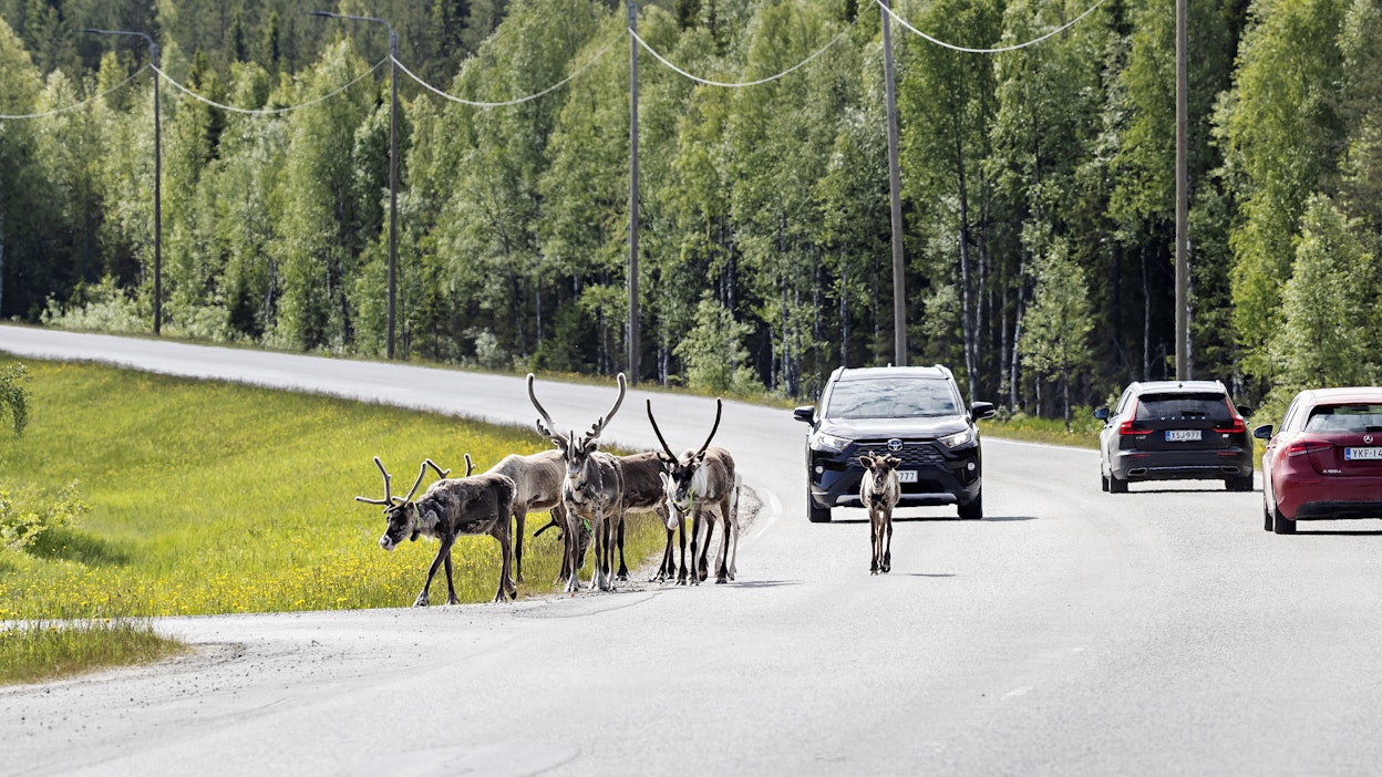 Poroja valtatiellä 5 Kuusamon ja Kajaanin välillä. Kuvituskuva.