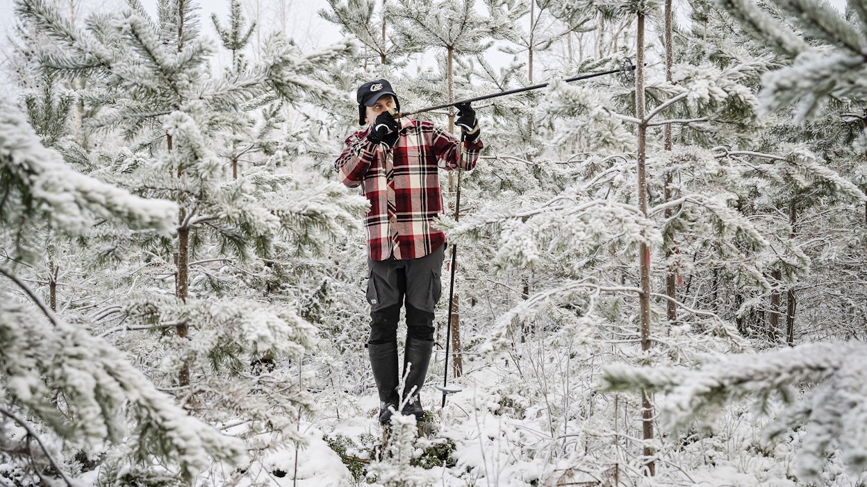 Juha Viirimäki tarkastelee mäntytaimikkoa, joka on lähtenyt ripeään kasvuun.