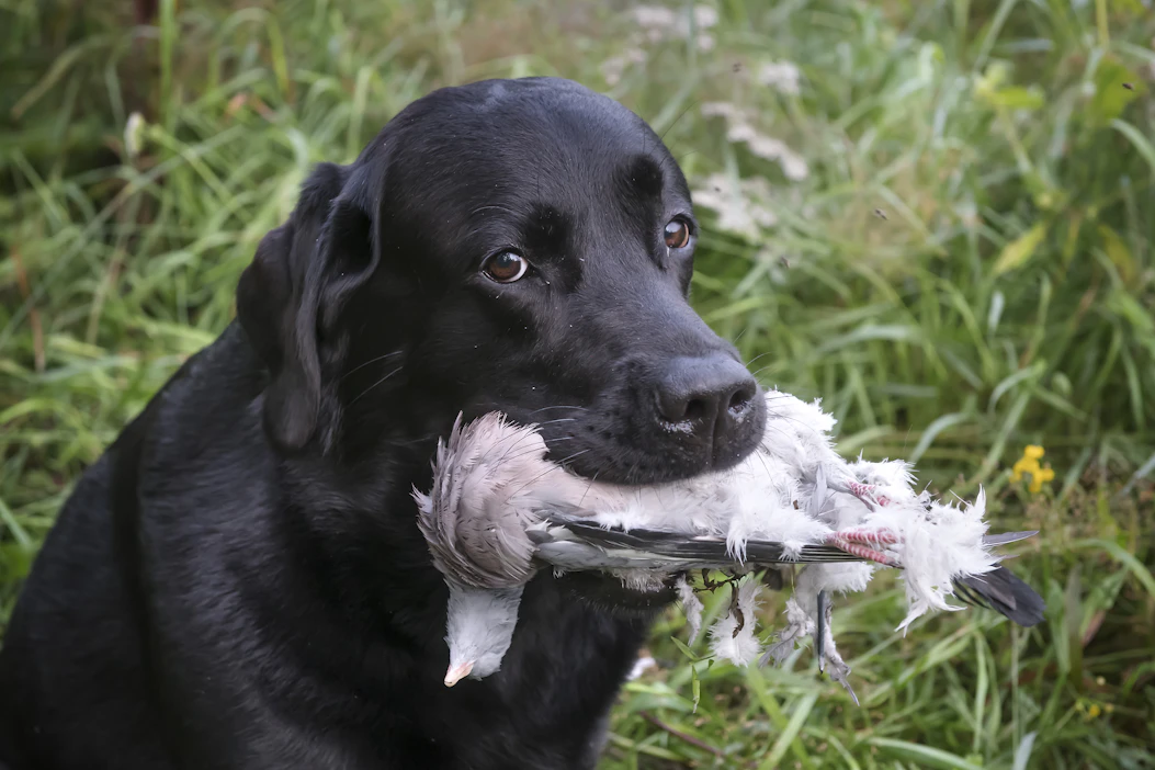 Vilpittömin silmin noutamansa saaliin kanssa poseeraava labradorinnoutaja Ukko.