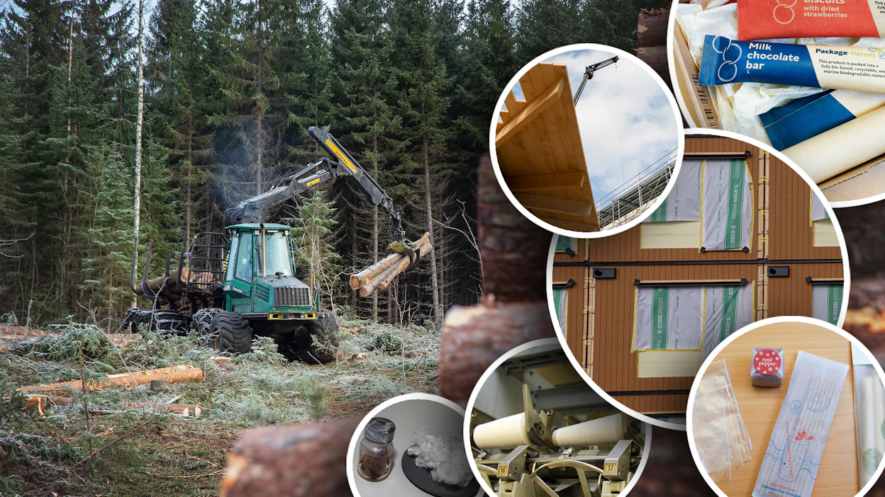 Metsät ovat monipuolinen raaka-ainelähde. Kuvituskuva.